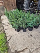 swierk serbski i srebrzysty jodła 