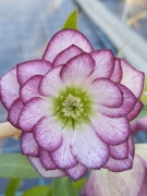 Ciemiernik Helleborus 'Peppermint Ice' 58