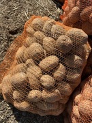 Ziemniaki jadalne Astana 15 Kg 