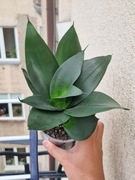 sansevieria hahnii black
