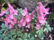 Kokorycz pełna mix kol 5n