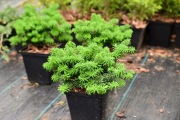 Jodła koreańska 'Brillant' –miniaturowa, karłowa, wolno rosnąca odmiana