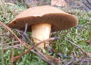 Grzyby maslaki zarodniki grzybnia