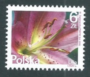 4703 Kwiaty i owoce - lilia