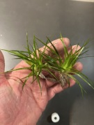 Eriocaulon parkeri, UNIKAT– Sadzonka z hodowli podwodnej, ok 4-5 cm