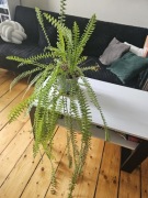 Paprotka zwyczajna (nephrolepis) duża, śr 21 cm