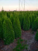 TUJA SZMARAGD 170-180cm