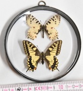 Gablotka PaZCr1, dwustronna, motyle Papilio machaon + Zeryntia cerysei