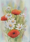 Oryginalna akwarela z passepartout 21x30 mąki i rumianki, letnia laka