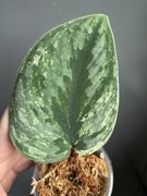 Scindapsus Silver Knight Variegata / pędówka