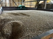 Pszenica ziarno dla kur ptaków karma dla ryb gołębi 100kg 90zl