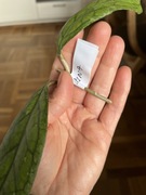 Hoya Irina hoja hoja