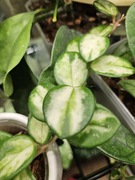 Hoya hoja Mathilde Variegated