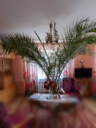 Palma daktylowiec kanaryjski