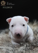 Bulterier miniaturowy FCI samczyk POLEWIK