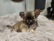 Piesek chihuahua 