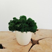 Mech chrobotek w doniczce/dekoracja/prezent