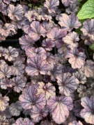 Heuchera Forever Purple żurawka