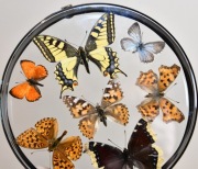 Gablotka PL_M_08 dwustronna, motyle POLSKI.