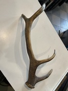 Porożę Jelenia Szlachetnego