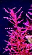 Rotala Butterfly Mini, hodowla podwodna 6-10 cm
