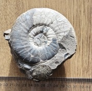 Amonit Gnaszyn jura duży 