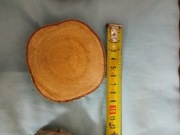 Plastry z drewna brzozy