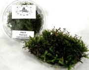 MECH DO TERRARIUM  M6