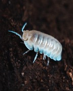 Cubaris murina "Glacier", isopody, 10 szt.