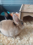 Sprzedam króliki miniaturki 