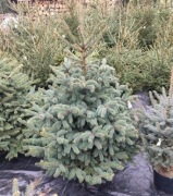 Choinki Żywe Blizne