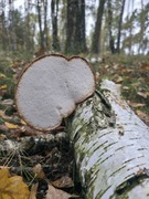 Odporność -Białoporek brzozowy  ręcznie zbierany -doskonała jakość 100g
