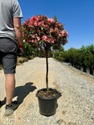 Azalea japonica, Azalia japońska, na pniu 60-80cm, donica 12l