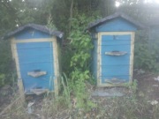 4 Ule  z pszczołami pszczoły 4 roje