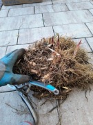 Miskant olbrzymi trawa ozdobna, sadzonki, duże kopane z gruntu