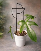 Philodendron ’Florida Beauty’ - kolekcjonerski filodendron 