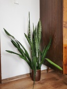 Sansevieria Zeylenica 118cm