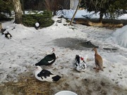 Kaczki francuskie 8 , 4 kaczory i 4 kaczku