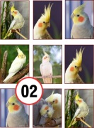 Pan Opłatek na tort - PTAKI GOŁĘBIE PAPUGI A4