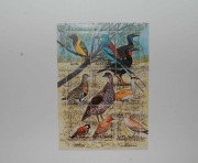 Erytrea Sw 168-76** ptaki /ms/