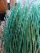 Jęczmień mięta zboże suszone naturalne trawy miętowy ozdoby 