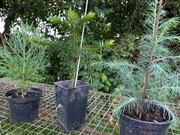 Mamutowiec (sekwoja), cedr himalajski, araukaria - 3 drzewa