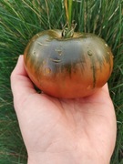 LAVENDER LAKE nasiona Pomidor Kolekcjonerski