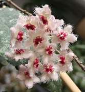 Hoya caudata Sumatra - sadzonka ukorzeniona