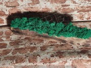 Mech chrobotek na opalanym pniu