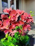 Storczyk jak żywy, Super jakość, Pomysł na prezent