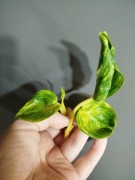 Epipremnum Shangri-la- Godzilla variegata.