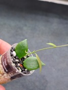 Hoya microstemma NS11-145 -  sadzonka ukorzeniona