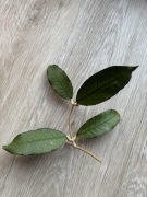 Hoya gunung gading hoja