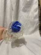 Podziękowanie Tulipan